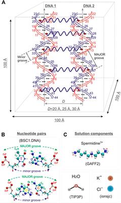 Caging Polycations: Effect of Increasing Confinement on the Modes of Interaction of Spermidine3+ With DNA Double Helices